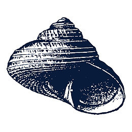 手绘海螺贝壳png
