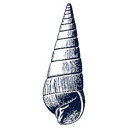 黑色小海螺素描png