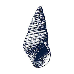 手绘尖海螺贝壳png
