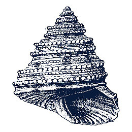 手绘海螺贝壳png