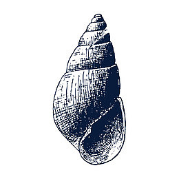 手绘海螺贝壳装饰