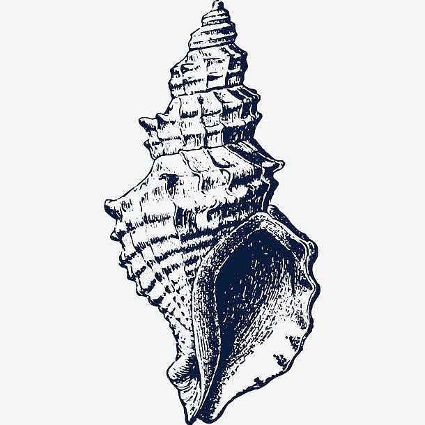 手绘海螺贝壳插画