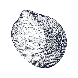 手绘花蛤贝壳png