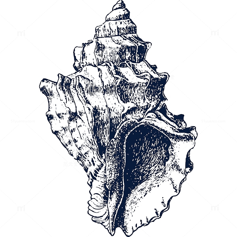 手绘漂亮海螺贝壳