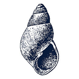 手绘海螺装饰png