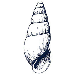 手绘卡通海螺素描png