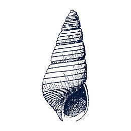 手绘尖海螺素描png