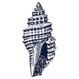 黑色海螺贝壳素描png