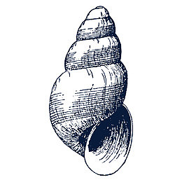 手绘海螺素描png