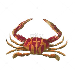 红色海蟹手绘