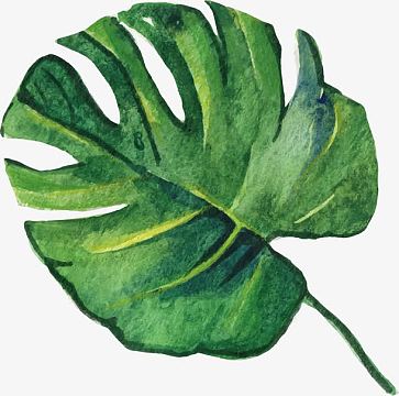手绘叶子矢量图(2045x2029)png矢量树叶芭蕉叶(676x751)png绿色水彩画