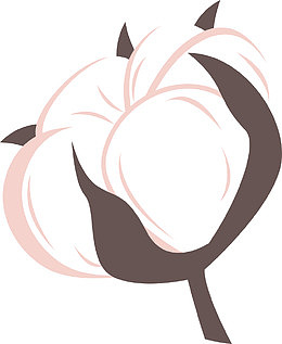 盛开的棉花png图