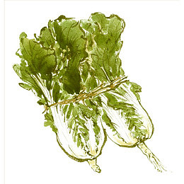 卡通一捆大白菜