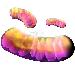 彩色微生物学线粒体插图透明png