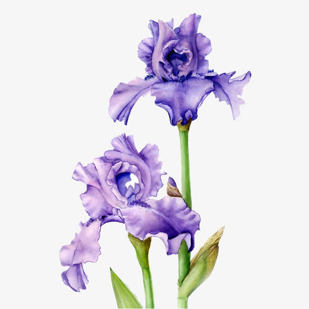 蓝紫色鸢尾素材免费下载_觅元素
