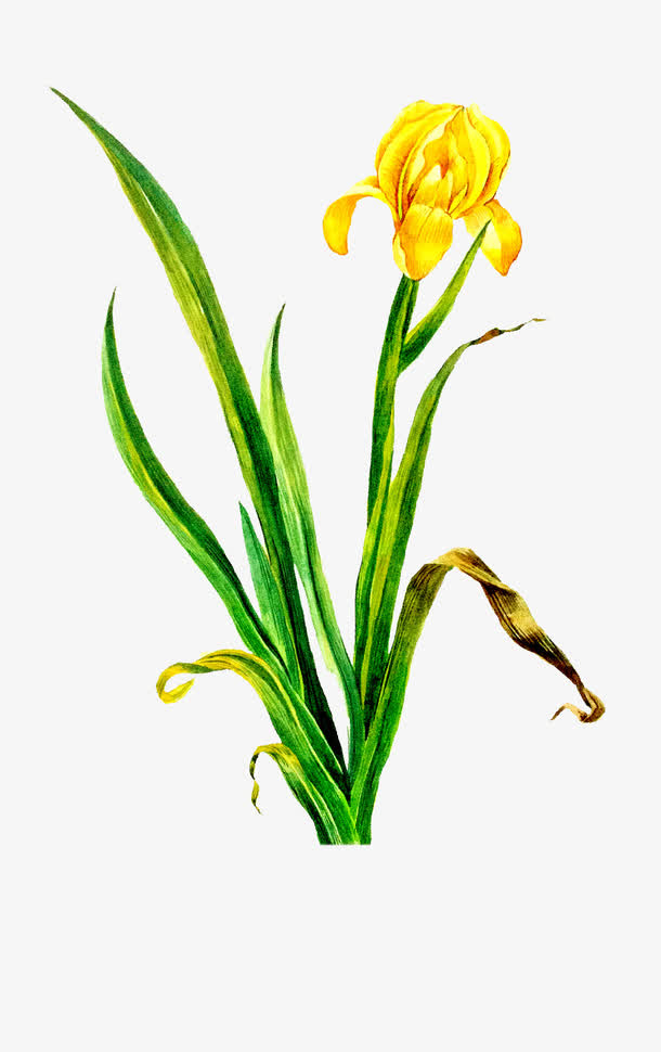 黄色鸢尾花手绘