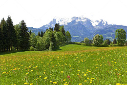 花地山峦背景萨尔茨堡奥地利