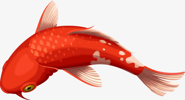 红色矢量锦鲤鱼素材图