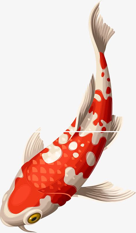 海洋生物锦鲤矢量图