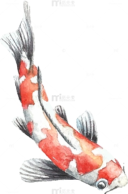 海洋生物锦鲤素材图