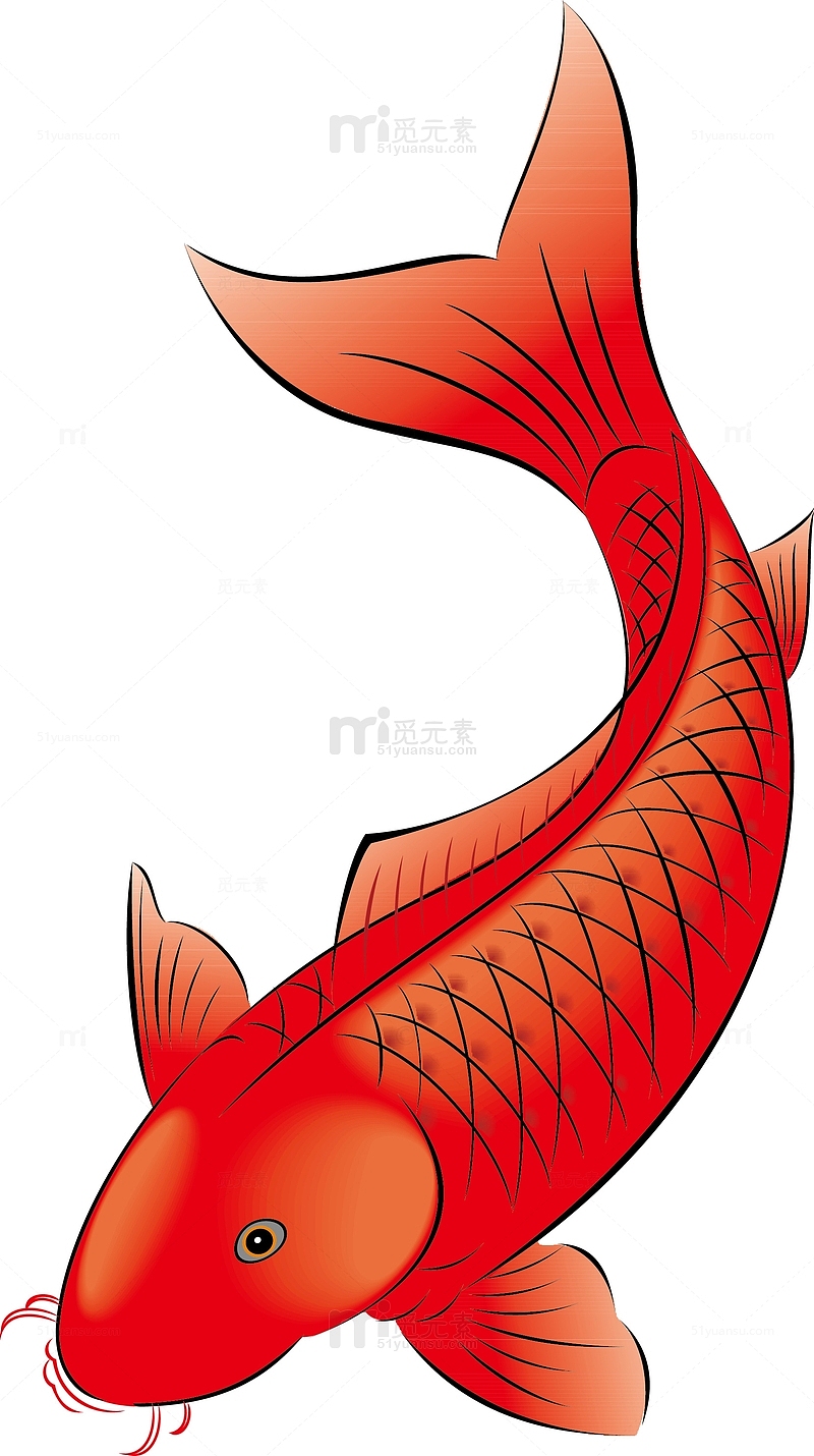 红色鲤鱼矢量素材图