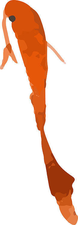 海洋生物锦鲤素材图