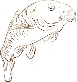 手绘日本锦鲤png图