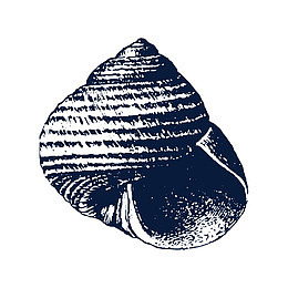 手绘贝壳素描png