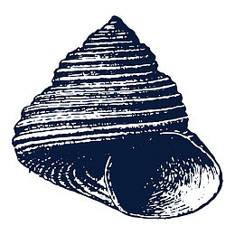 手绘海洋生物海螺贝壳