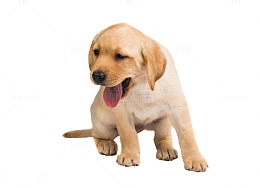拉布拉多幼犬