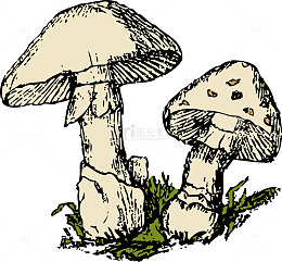 草地上两个蘑菇