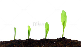 植物生长过程