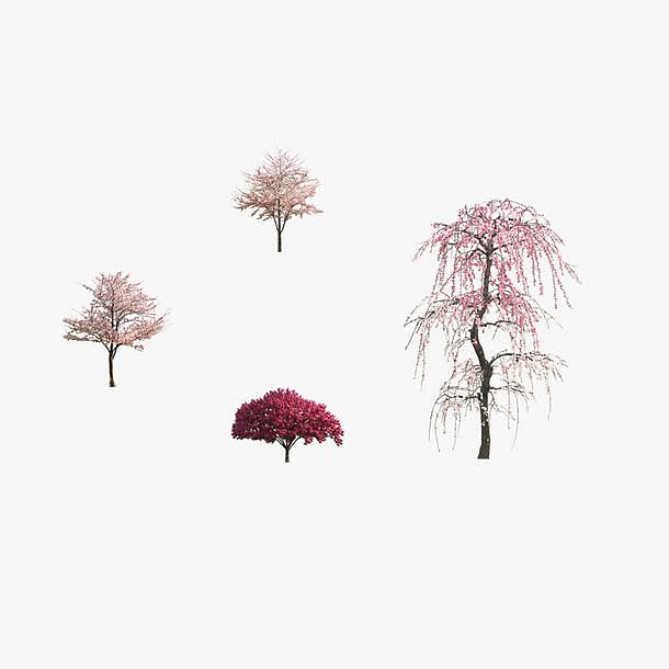 4棵樱花树木