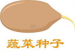 蔬菜种子种植过程图