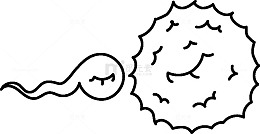 精子和受精卵素描图