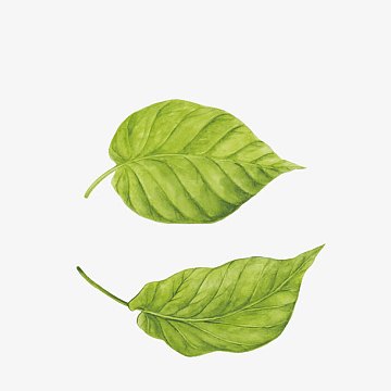 2片绿色的叶子下载