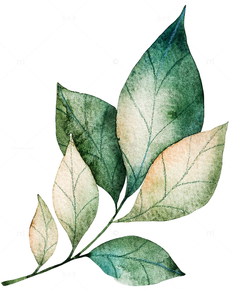 水彩手绘植物装饰图案