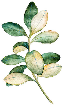 水彩树木装饰图设计