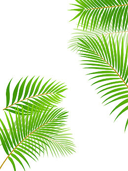 绿色免抠树叶下载