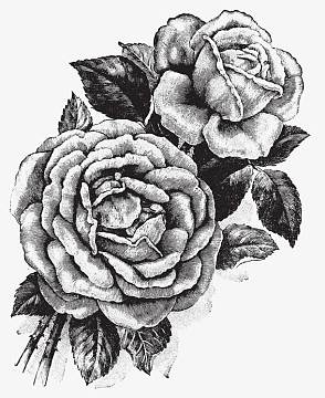 手绘插画玫瑰花矢量