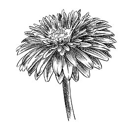 手绘黑白菊花矢量图