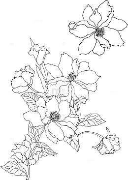 矢量简笔花卉