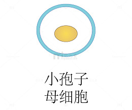 被子华粉发育过程