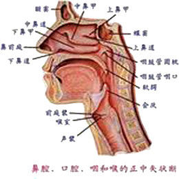 口腔咽喉