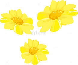 3朵黄色向日葵花朵图