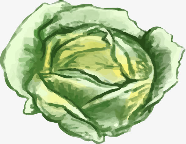 矢量绿叶卡通包菜