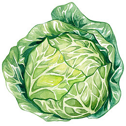 手绘逼真卷心菜
