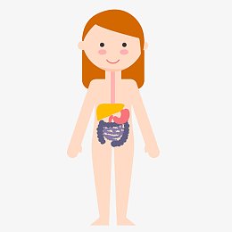 手绘矢量人体脾胃器官图