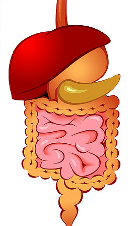人体器官插画