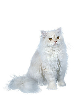 波斯猫免抠图